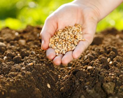 PLANTING