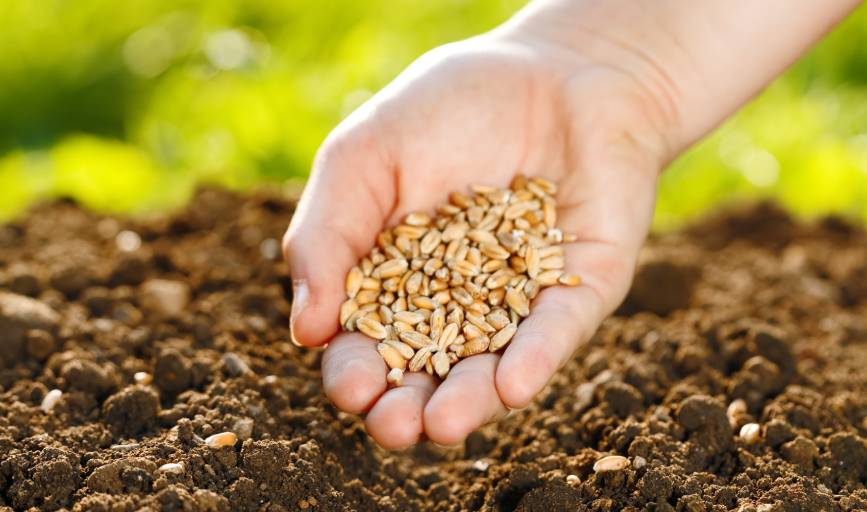 Balbinos Lawncare And Planting